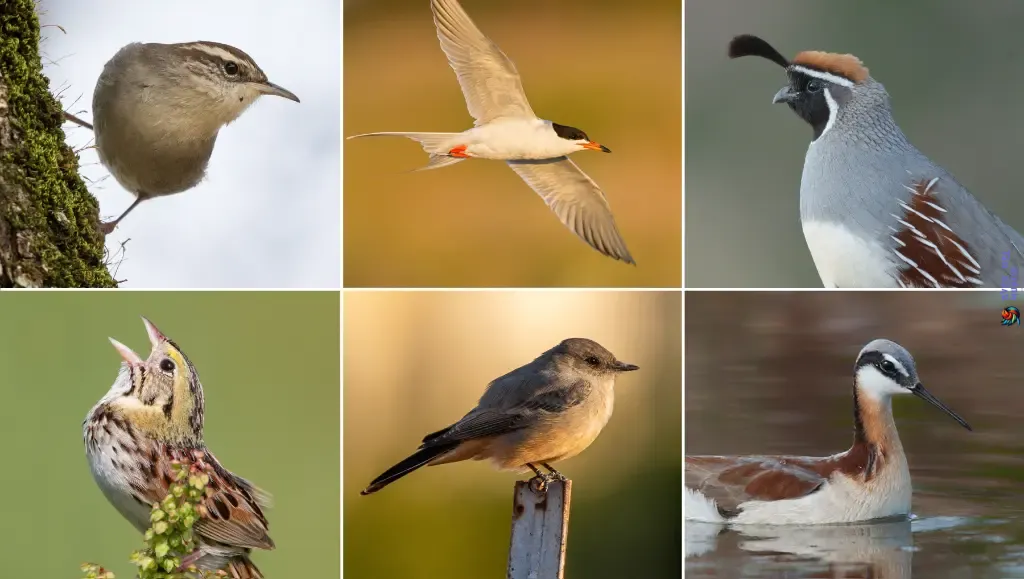 Types of birds and their characteristics