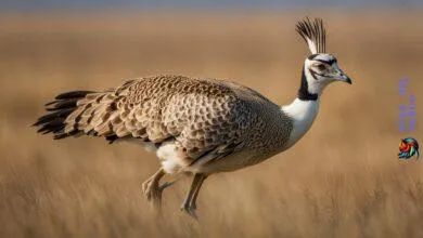 bustard