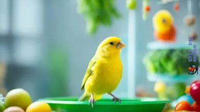 canary bird