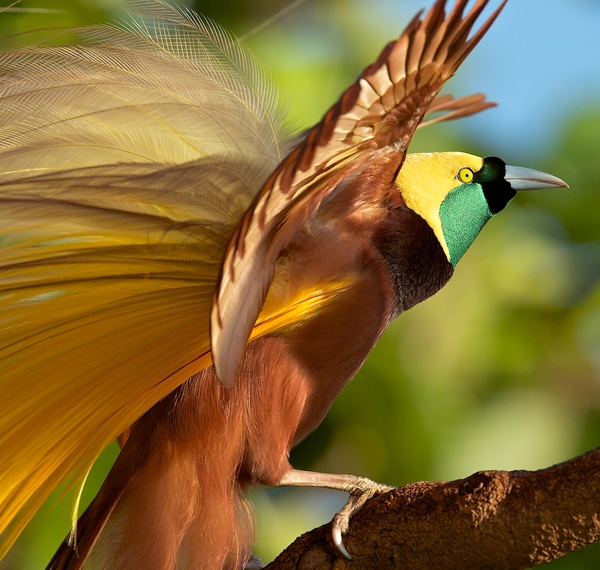 Gran ave del paraíso, Paradisaea apoda