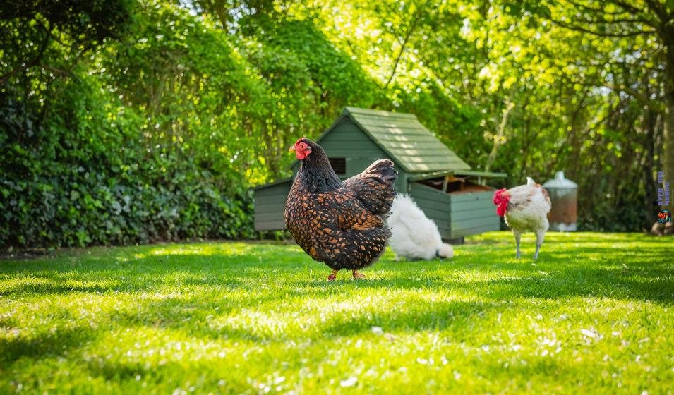 las gallinas ya no ponen 5