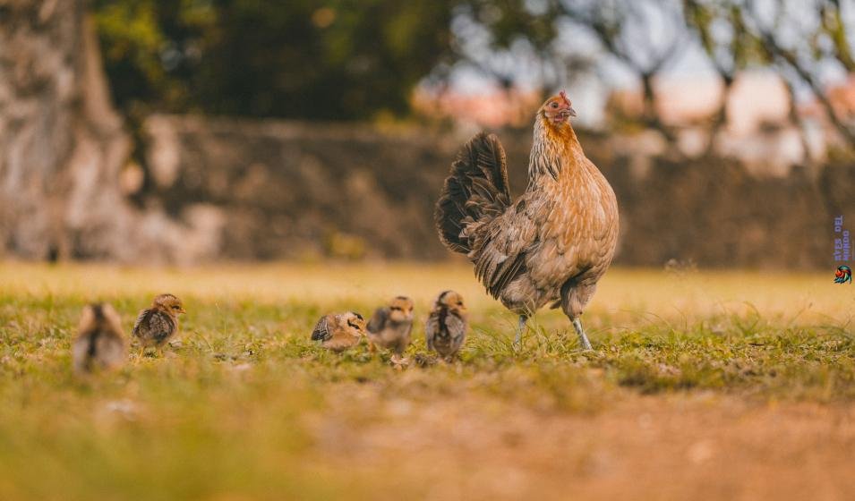 Cuántas gallinas acomodar en tu gallinero