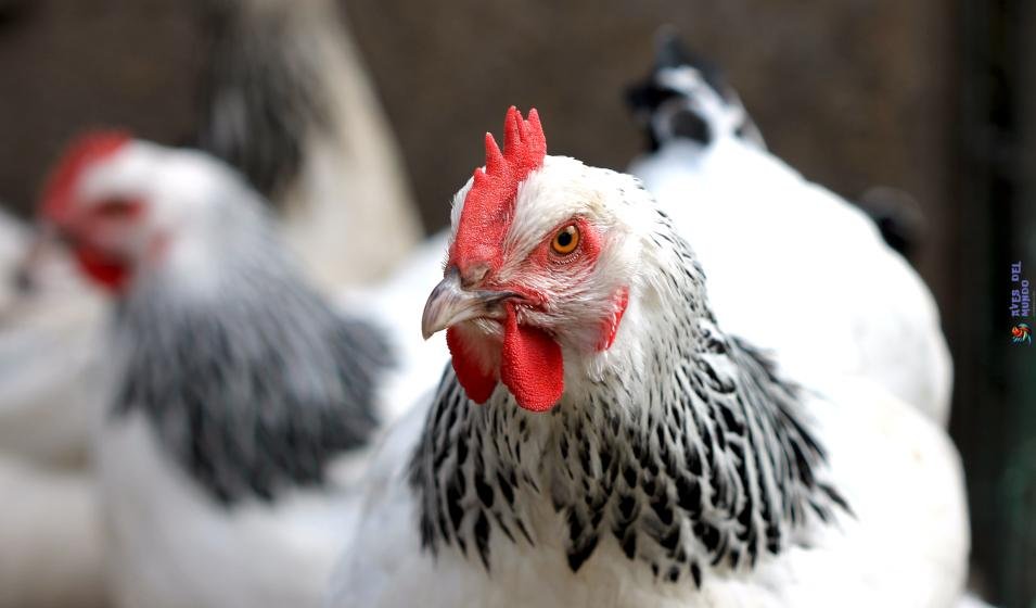 Cuántas gallinas hay en un gallinero