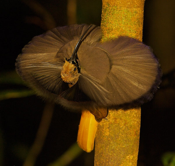 Hoz de pico negro, Drepanornis albertisi