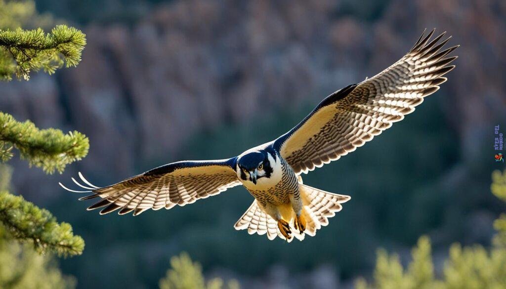 peregrine falcon habitat