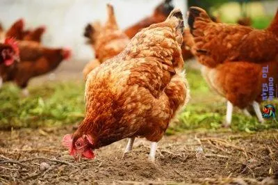 ¿Qué le doy de comer a mis gallinas?