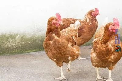 ¿Y si quiero que mi gallina ponga huevos?