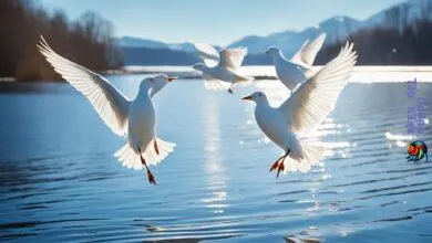 white birds