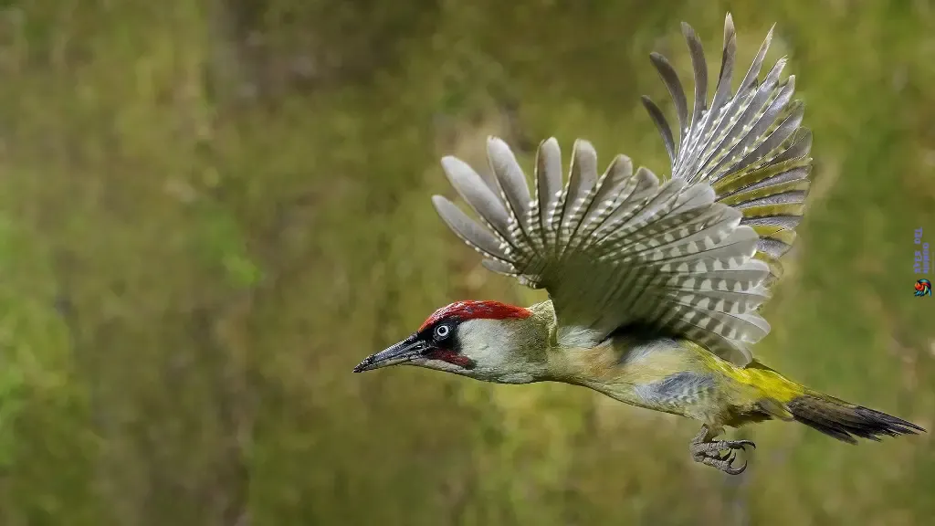 woodpecker conservation