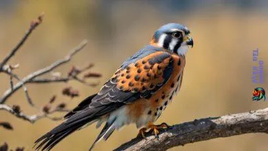 American Kestrel