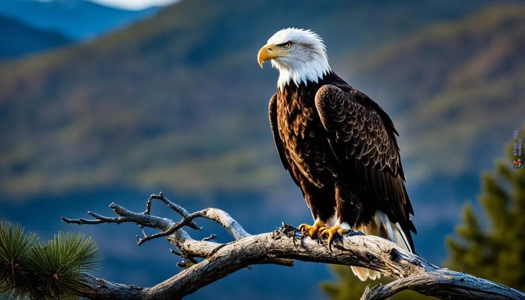 American eagle