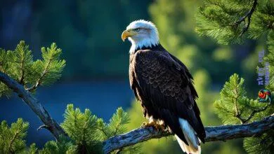 Bald eagle