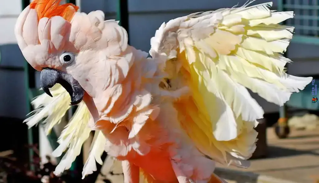 Cacatua moluccensis entusiasmada