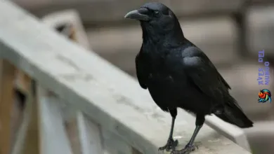 Caledonian Crow