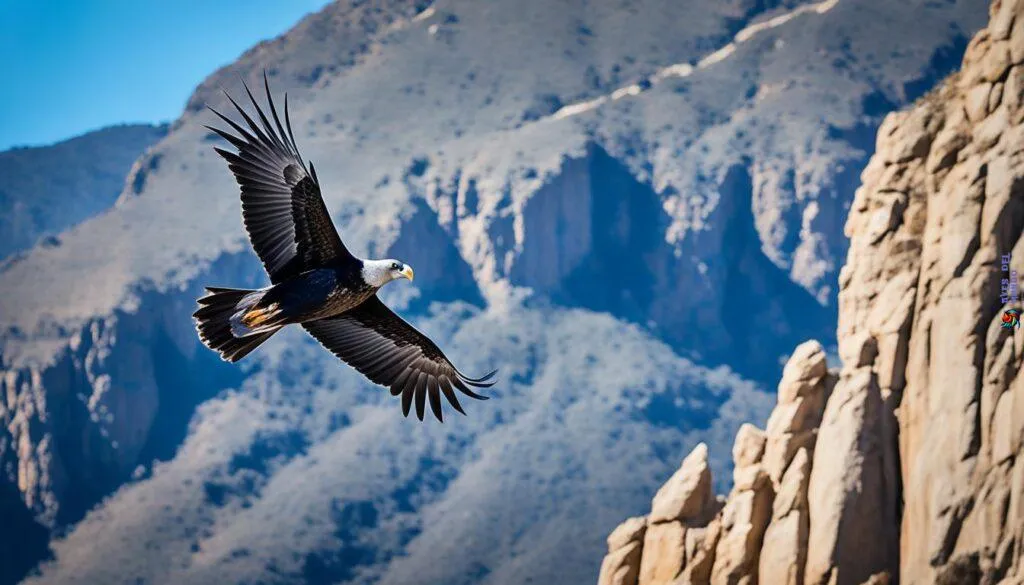 California Condor