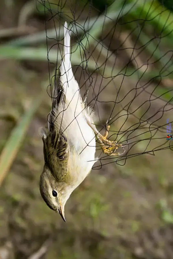 Catching Birds