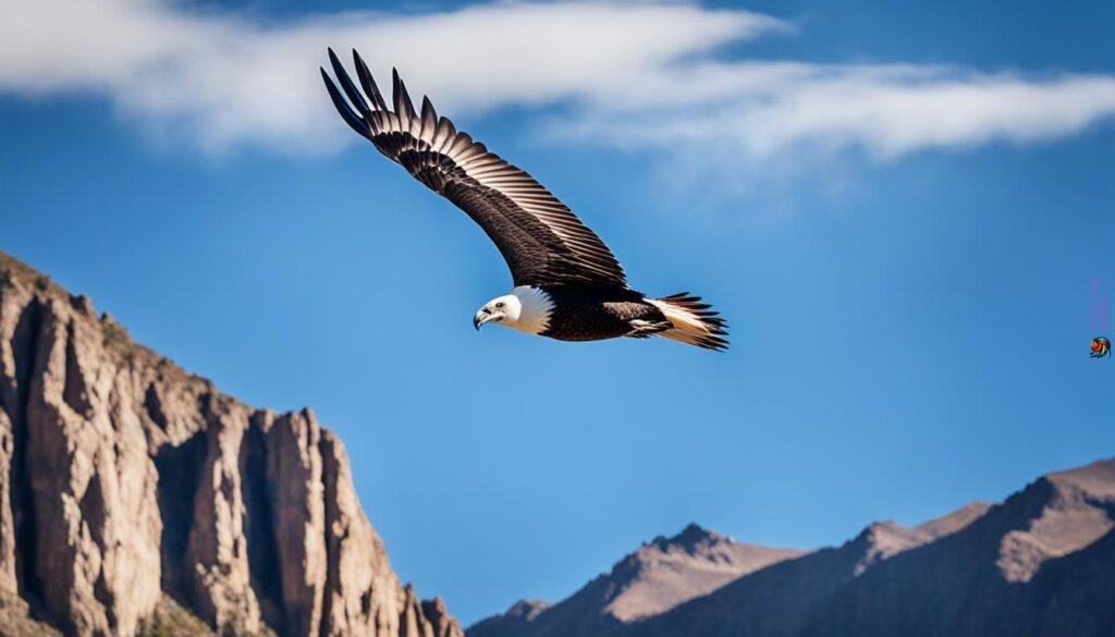 Condor Conservation