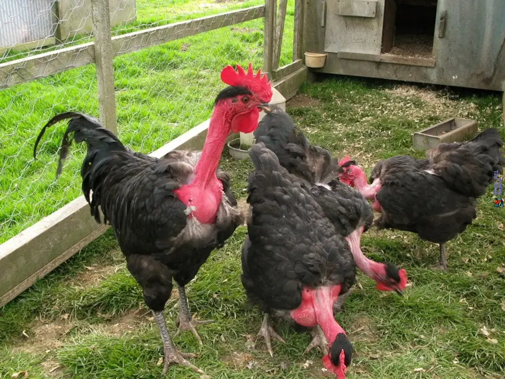 Ethical Concerns About Featherless Chickens