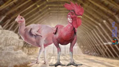 Exploring the Truth About Featherless Chickens