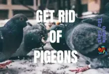 Get Rid of Pigeons