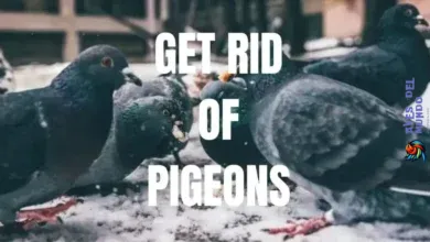 Get Rid of Pigeons
