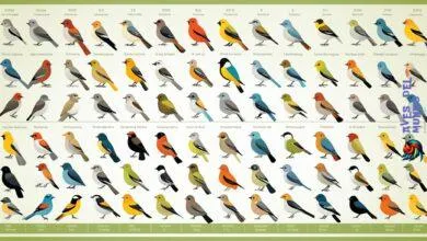 How long do birds live?
