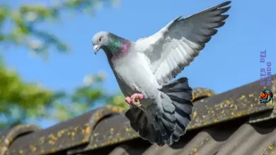 How to Get Rid of Pigeons