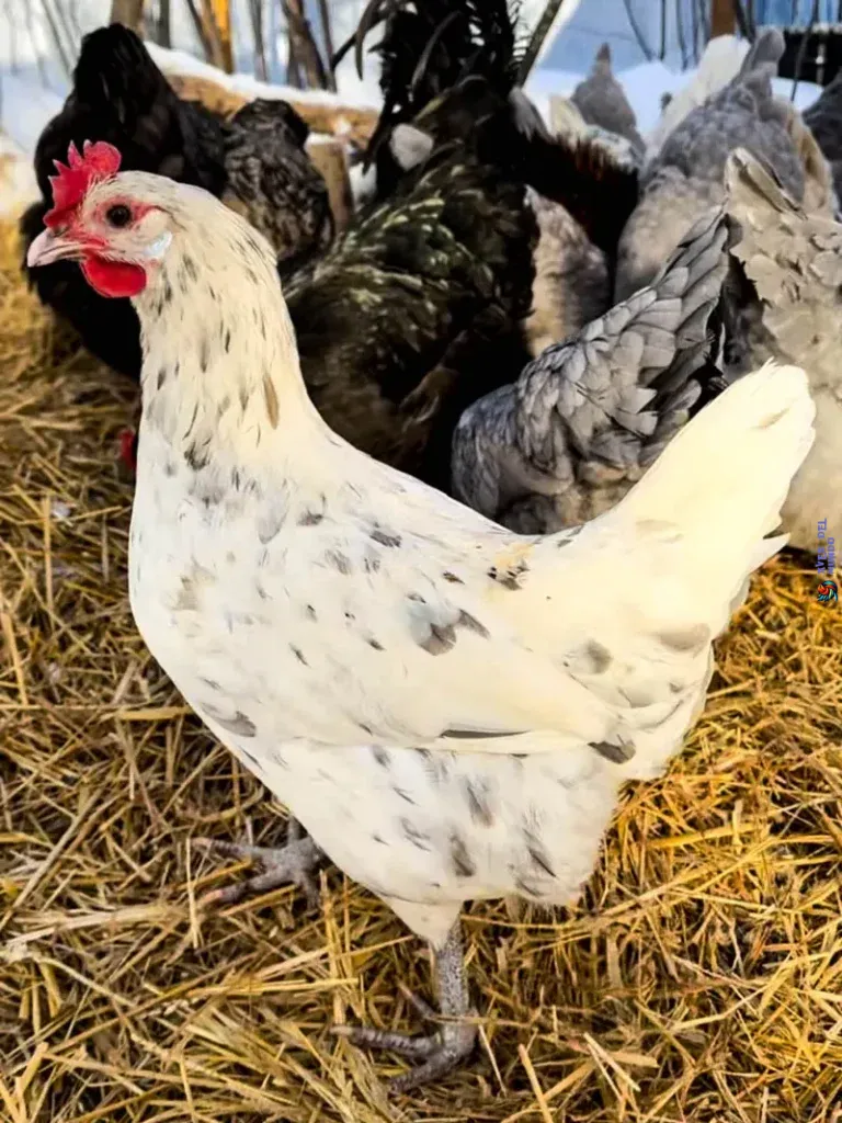 Cuidado y alimentación de gallinas Isbars