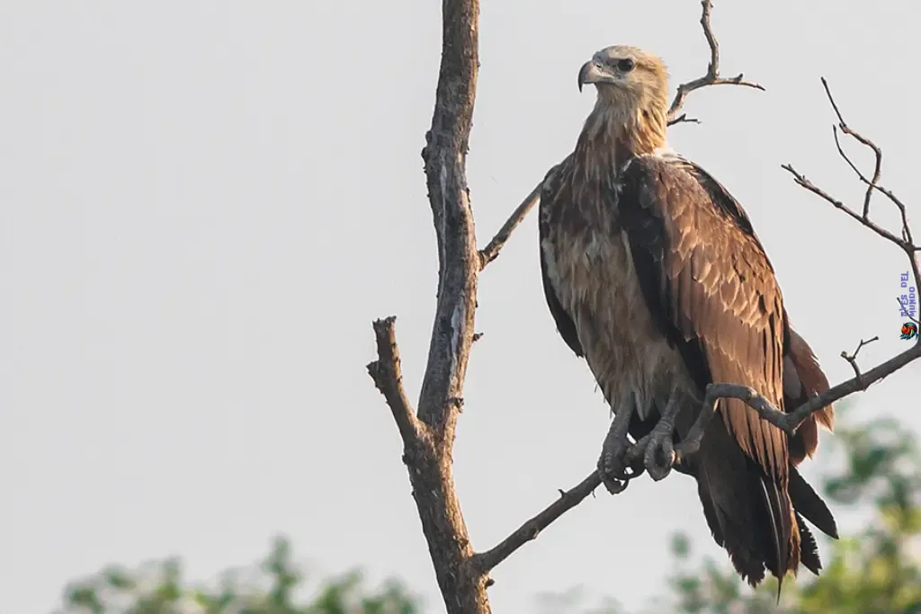 Sanford's Sea Eagle