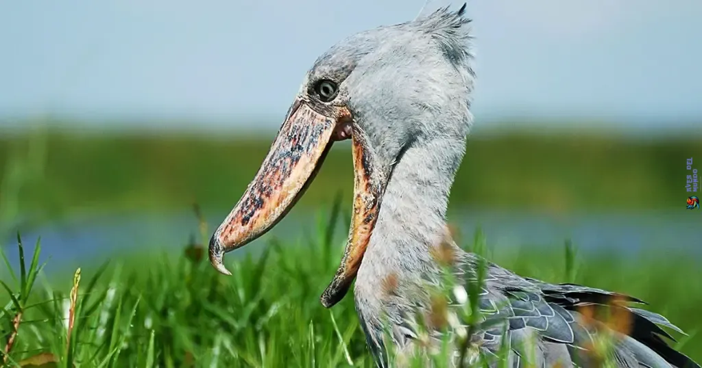 Shoebill Facts and Physical Characteristics