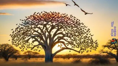 bird africa