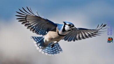 blue jays bird