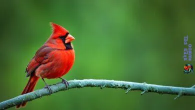 cardinal bird