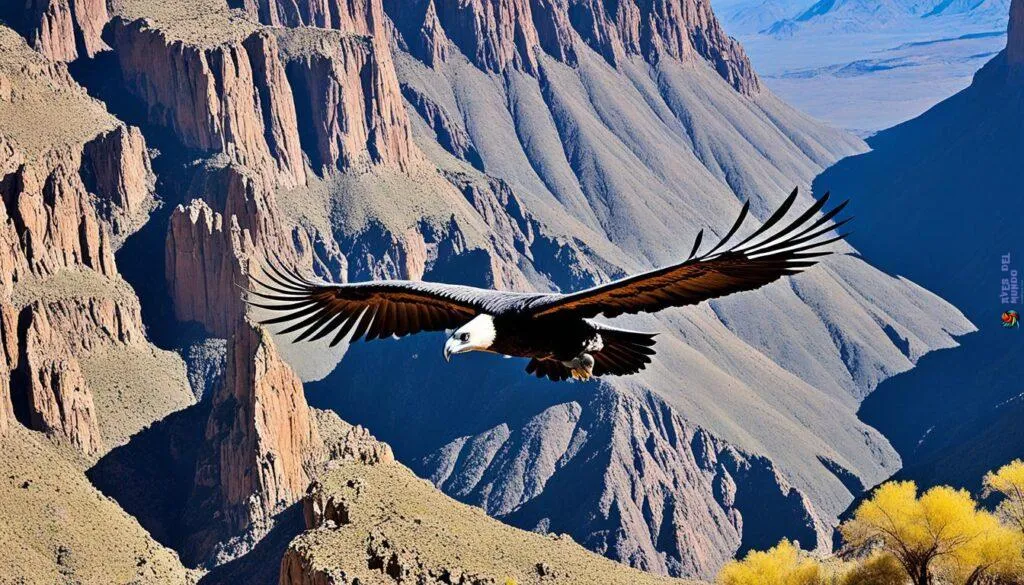 condor habitat