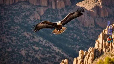 condors