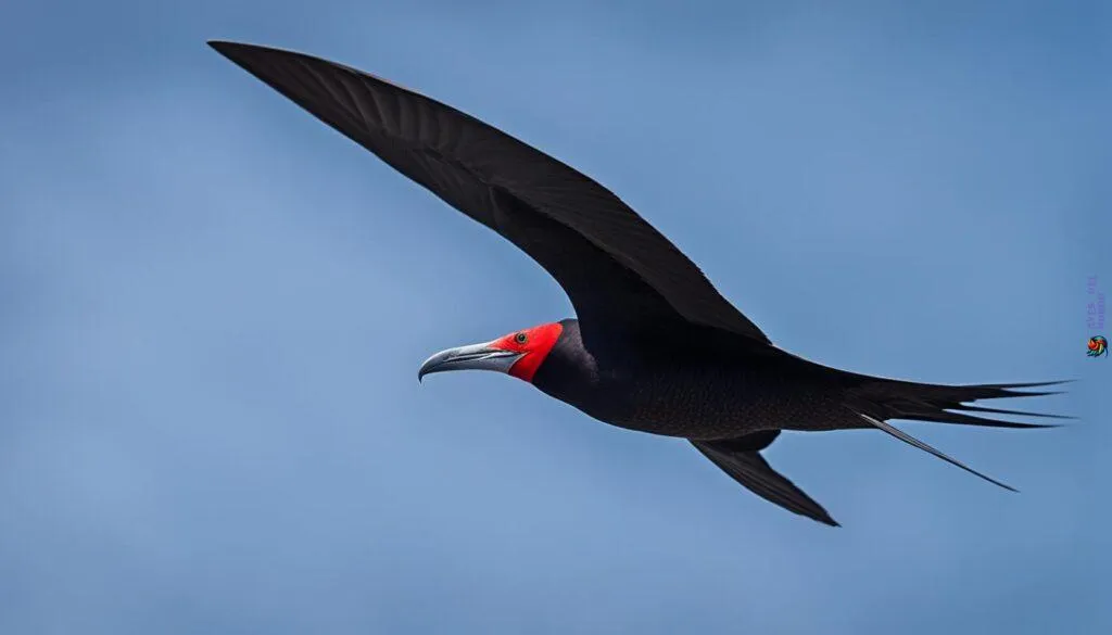 frigate bird frigate bird