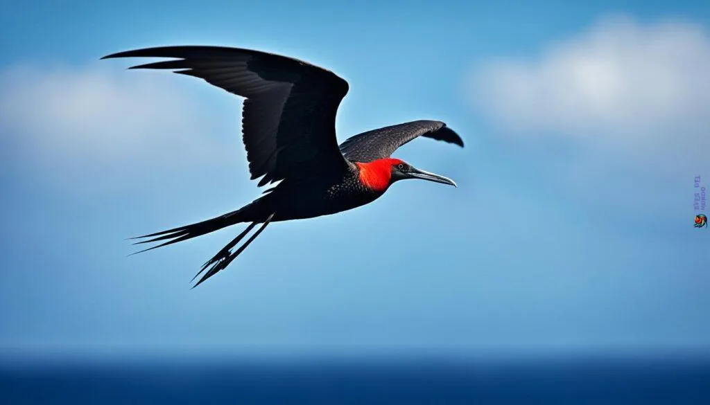 frigate bird frigate bird