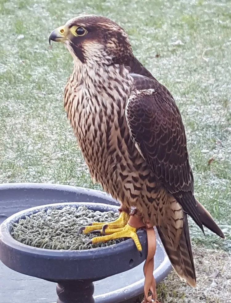 Peregrino joven tiercel (macho)