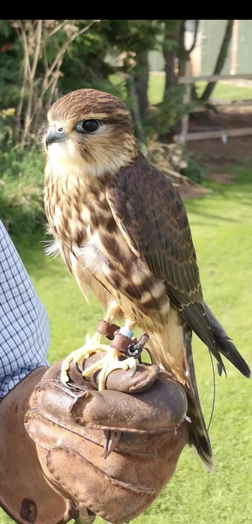 Un jack (macho) merlin