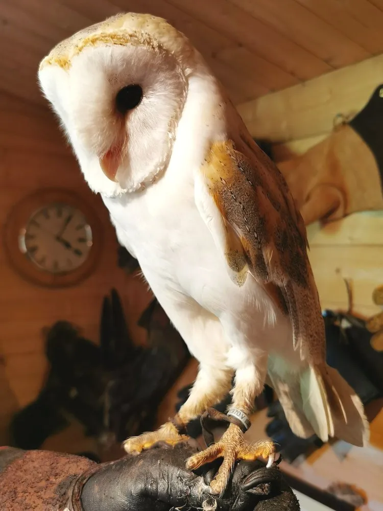 Lechuza común con pico encapuchado y patas cubiertas de plumas