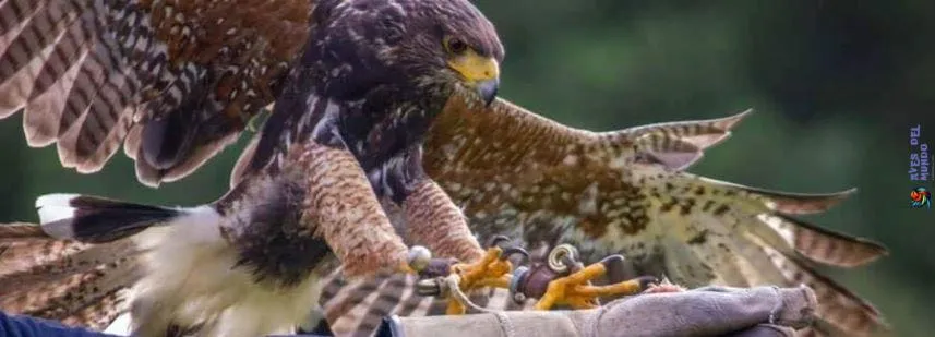 Harris Hawk preparándose para aterrizar - pies afuera