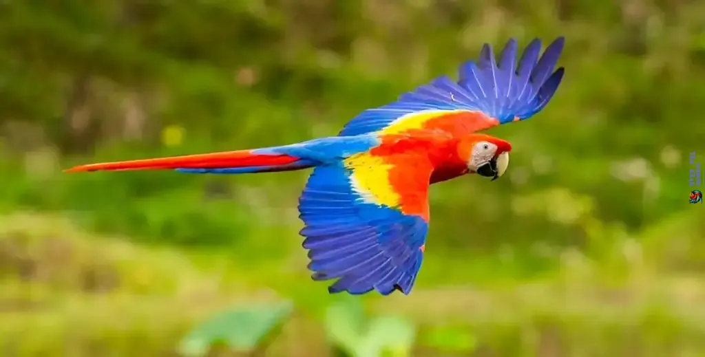 guacamayo volando