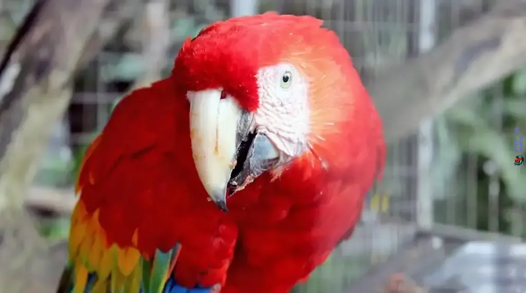 guacamayo de cerca mirando a la cámara