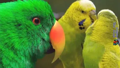 pájaros de compañía que pueden hablar