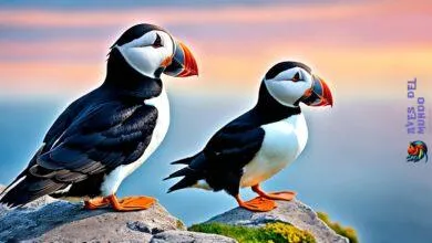 puffins