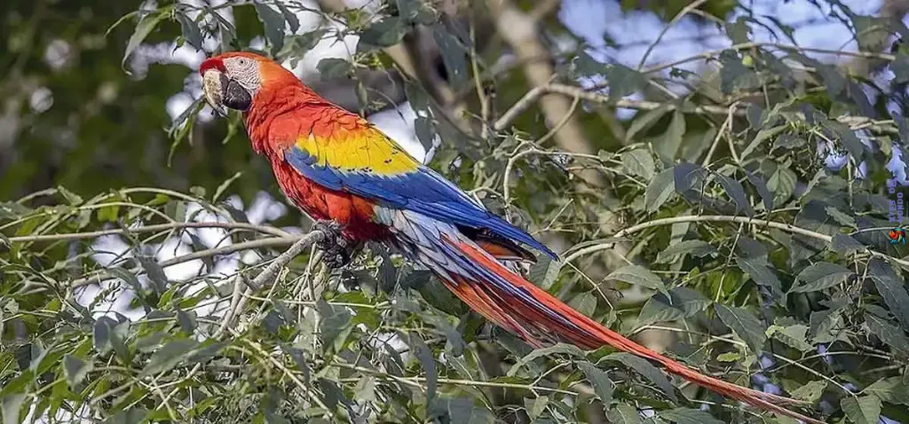 guacamaya roja en un árbol.