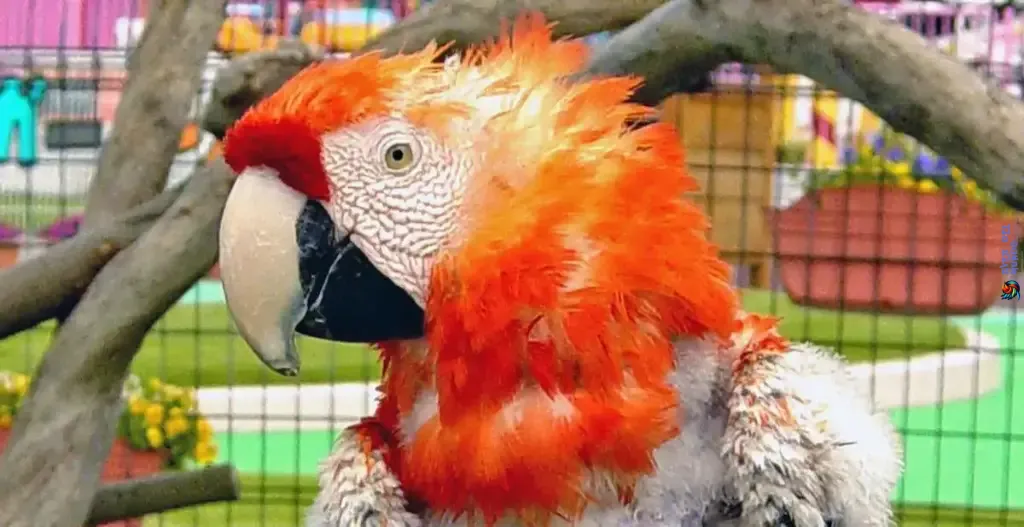 pérdida de plumas de guacamaya roja