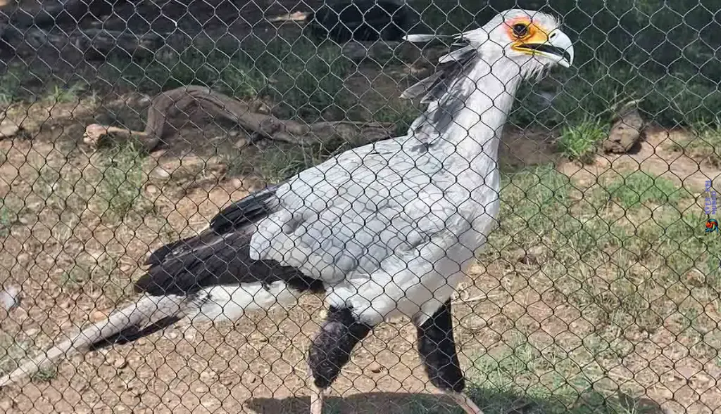 pájaro secretario en un zoológico