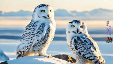 snowy owls