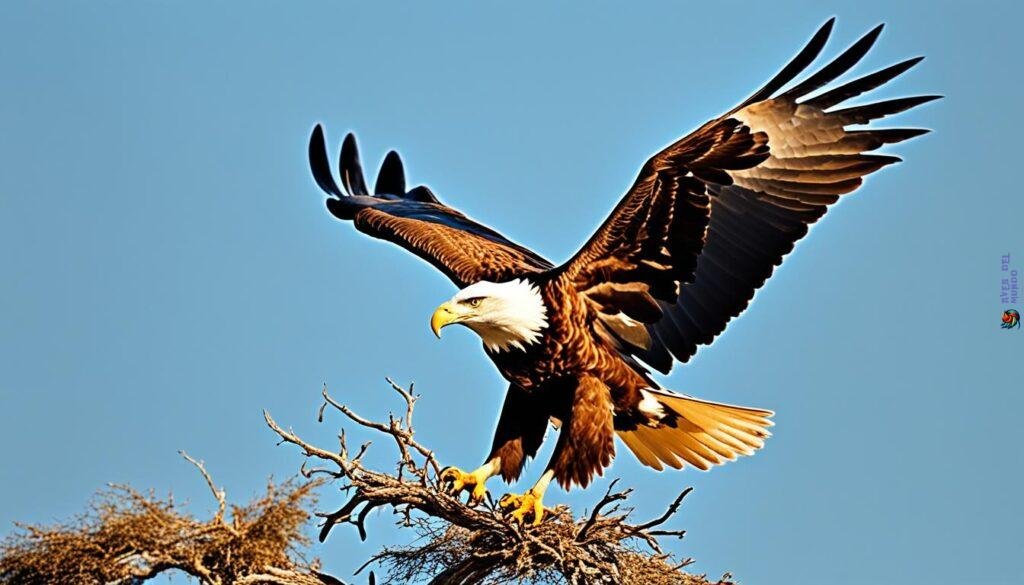 stunning African birds